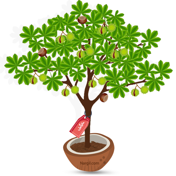  Nargil - Horse chestnut